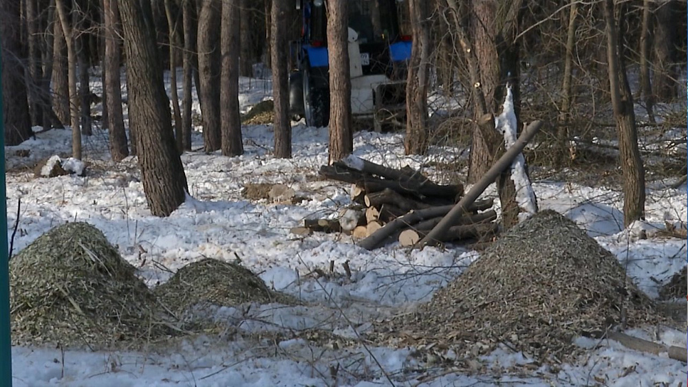 Новый облик Челябинского бора