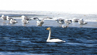 В День защиты птиц в Челябинск прилетели лебеди