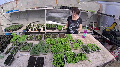 Садовод покажет, как правильно пикировать рассаду