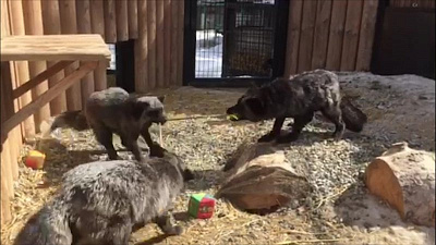 Семья чернобурых лис увлеклась перетягиванием косы 