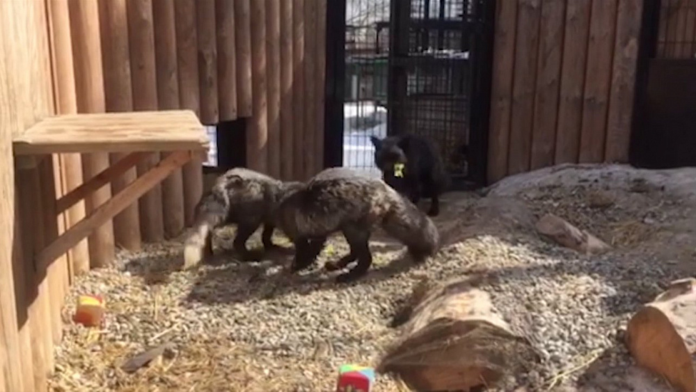 Семья чернобурых лис перетягивает веревку