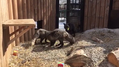 Семья чернобурых лис перетягивает веревку