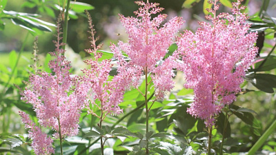 Садовод покажет, как правильно выбирать саженцы садовых растений в магазине