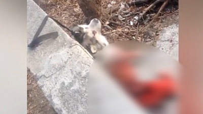 Подвешенный труп собаки без шкуры обнаружили на берегу реки Миасс 