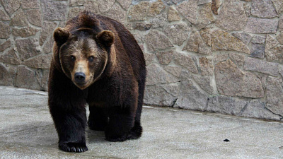 Весенний танец медведицы сняли в челябинском зоопарке