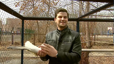 От пенсионера требуют снести голубятню