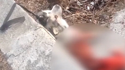 Живодер задушил собаку, чтобы приготовить шашлык 