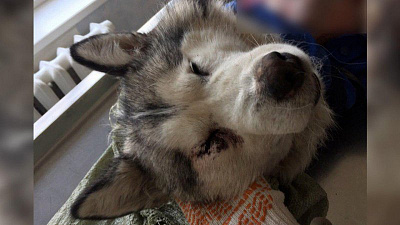 Убийца собак отправлял мясо в киоски с шаурмой 