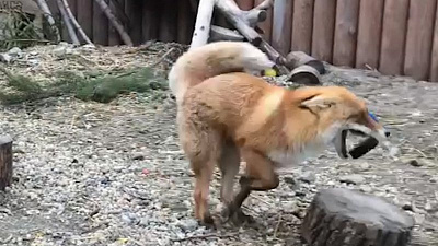 Хищница из челябинского зоопарка поздравила хоккейную команду «Трактор» с шайбой в зубах 