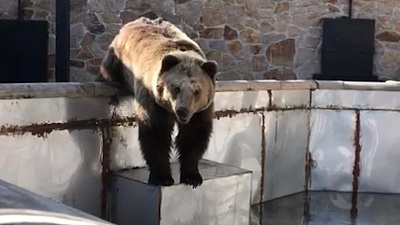 Только что проснулась самая пожилая в челябинском зоопарке медведица