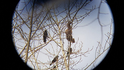 Лесного хищника на территории чебаркульской школы сняли на видео Лесного хищника на территории чебаркульской школы сняли на видео