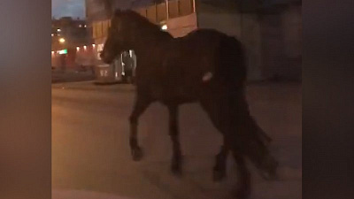 Заблудившуюся лошадь на проезжей части сняли на видео 