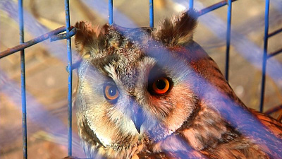 Сын челябинского зоозащитника спас попавшую под машину сову