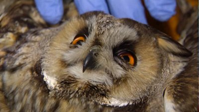 Сова, которую сбили в Чурилово, сможет летать