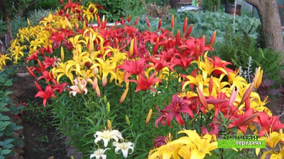 Зеленая передача 05.04.2018