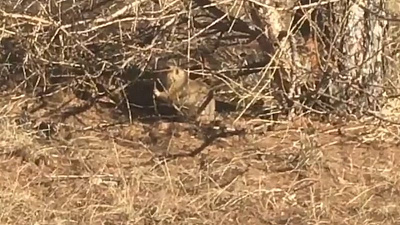 Суслики вышли из зимней спячки в ботаническом саду ЧелГУ