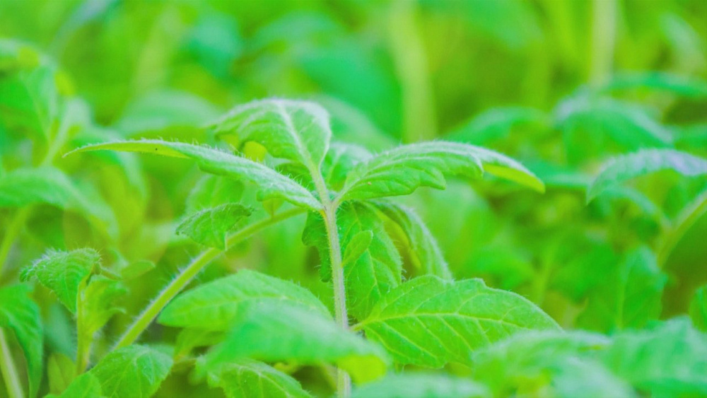 Эксперт рассказал, что надо делать с переросшей рассадой