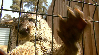Исход хоккейного матча между юниорами России и Франции предсказал выдра Ваня