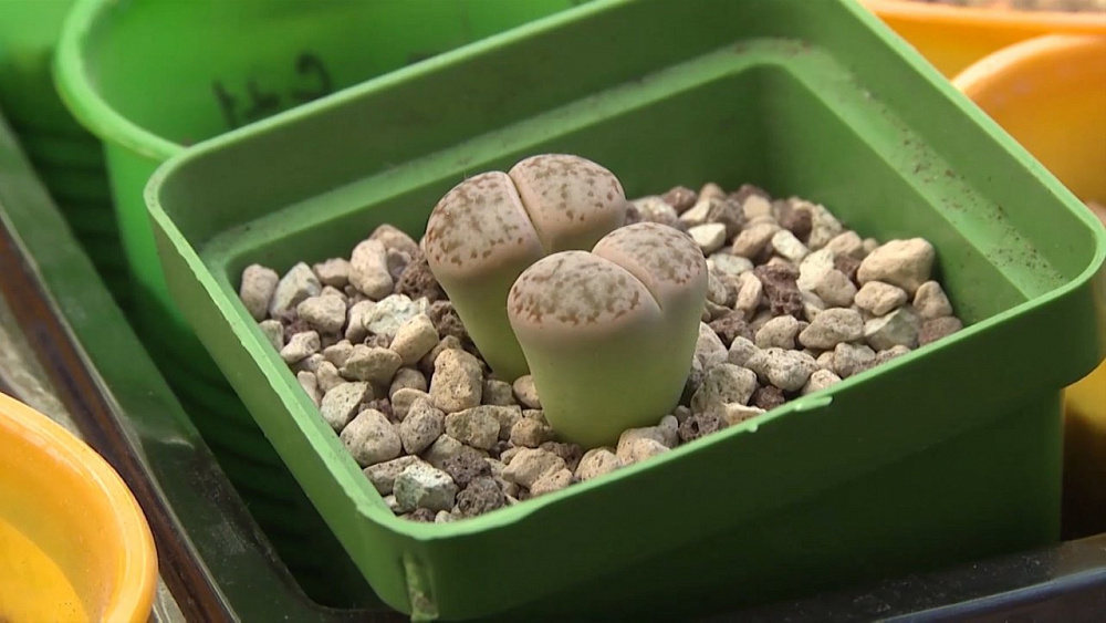 Наше УТРО на ОТВ – садоые истории