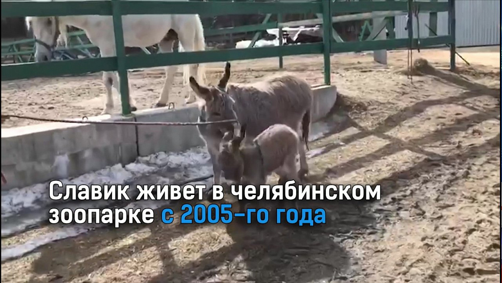 А челябинский зоопарк предлагает горожанам выбрать имя для нового питомца