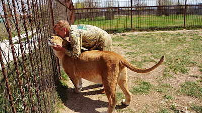 Южноуральская львица Лола готовится стать мамой 