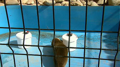 Выдра Ваня дал прогноз на матч Россия-Франция