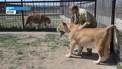 Львица Лола скоро станет мамой