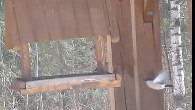 В национальном парке «Таганай» царят нешуточные страсти