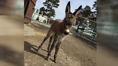 Новорожденного ослика в Челябинском зоопарке назвали Сливкой