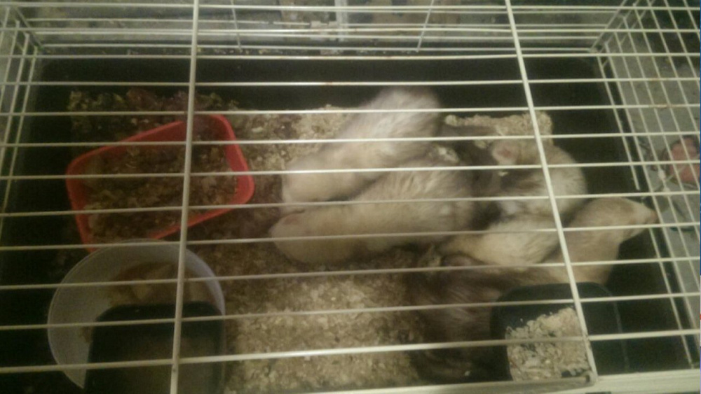 В челябинском зоомагазине животные содержатся в ужасных условиях