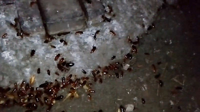 Рыжие тараканы заполонили канализацию в Челябинске