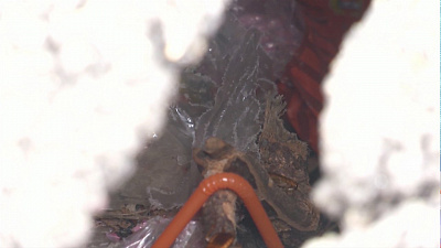 В Челябинске нашествие тараканов?