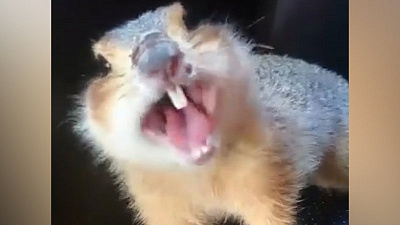 Спасенный челябинским зоозащитником суслик воссоединился с природой