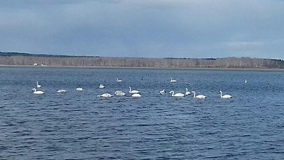 На Южный Урал прилетели лебеди