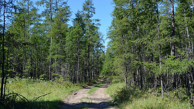 В Челябинске начнется восстановление легендарной аллеи даурских лиственниц
