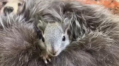 В зоопарке выбрали имя для маленького бельчонка-отказника