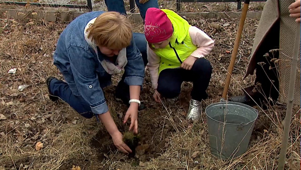 74000 сосен раздадут челябинцам