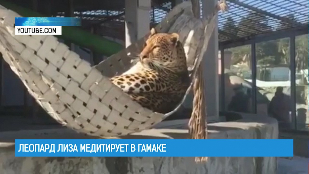 Леопард Лиза медитирует в гамаке