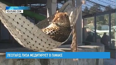 Леопард Лиза медитирует в гамаке