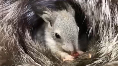 Ветеринары спасли бельчонка