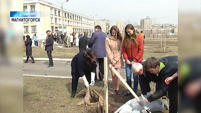 В Магнитогорске посадят полторы тысячи кленов
