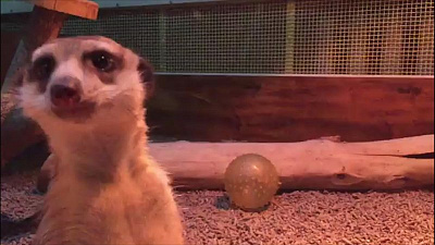 «Мамочка следит за вами». Детеныши сурикатов родились в челябинском зоопарке