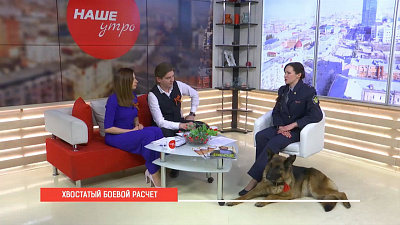 Наше УТРО на ОТВ – хвостатый боевой расчет