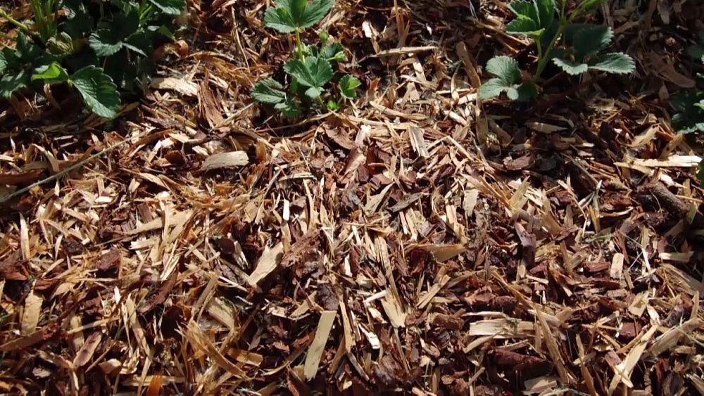 Опытный садовод показал, как правильно мульчировать землю
