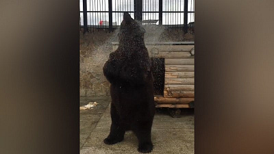 Водные процедуры медведя в челябинском зоопарке попали на видео