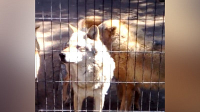 В челябинском зоопарке волки устроили «концерт» на 9 мая