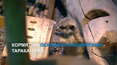 В челябинском зоопарке родились пять малышей сурикатов