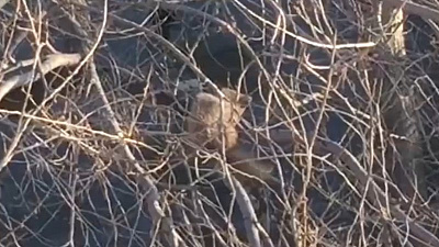 «Древесная» куница стала героиней видео