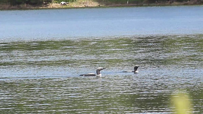 На Таганай вновь прилетели гагары