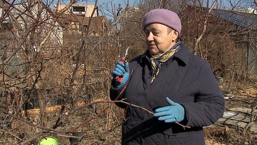 Светлана Налетова рассказала, какие первые работы надо сделать по обрезке деревьев